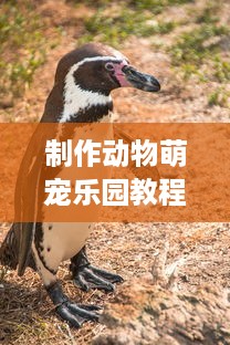 制作动物萌宠乐园教程图片，打造趣味萌宠天地