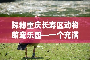 探秘重庆长寿区动物萌宠乐园—一个充满乐趣与惊喜的绿色天地