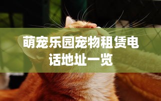 萌宠乐园宠物租赁电话地址一览