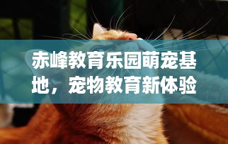 赤峰教育乐园萌宠基地，宠物教育新体验