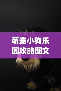 萌宠小狗乐园攻略图文解说