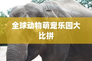 全球动物萌宠乐园大比拼