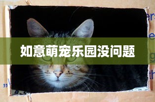 如意萌宠乐园没问题