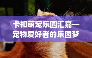 卡扣萌宠乐园汇嘉—宠物爱好者的乐园梦想