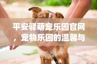 平安驿萌宠乐园官网，宠物乐园的温馨与安全之旅