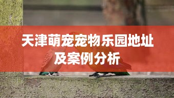 天津萌宠宠物乐园地址及案例分析