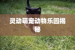 灵动萌宠动物乐园揭秘