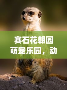 赛石花朝园萌宠乐园，动物的天堂，孩子的乐园