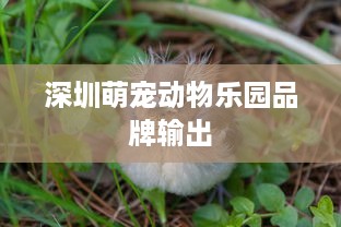深圳萌宠动物乐园品牌输出
