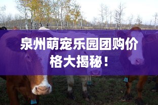 泉州萌宠乐园团购价格大揭秘！