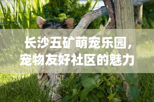 长沙五矿萌宠乐园，宠物友好社区的魅力探索