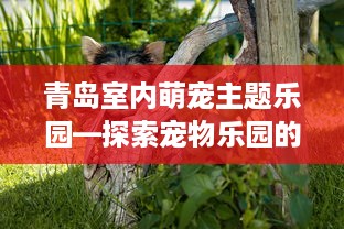 青岛室内萌宠主题乐园—探索宠物乐园的无限魅力