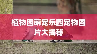 植物园萌宠乐园宠物图片大揭秘