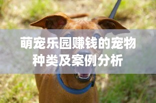 萌宠乐园赚钱的宠物种类及案例分析