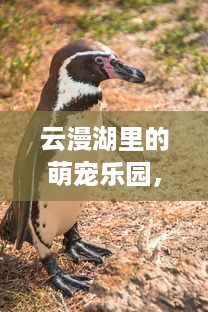 云漫湖里的萌宠乐园，探索动物们的欢乐天地