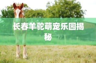 长春羊驼萌宠乐园揭秘