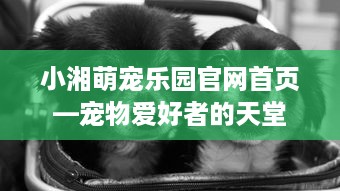 小湘萌宠乐园官网首页—宠物爱好者的天堂