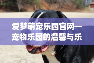 爱梦萌宠乐园官网—宠物乐园的温馨与乐趣