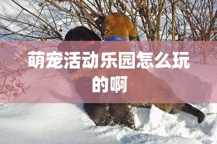萌宠活动乐园怎么玩的啊