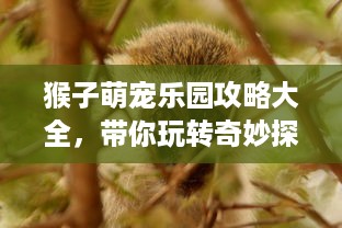 猴子萌宠乐园攻略大全，带你玩转奇妙探险