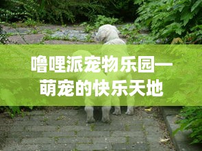 噜哩派宠物乐园—萌宠的快乐天地
