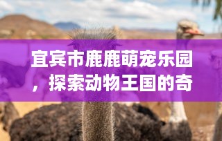 宜宾市鹿鹿萌宠乐园，探索动物王国的奇幻之旅
