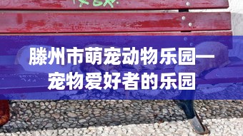 滕州市萌宠动物乐园—宠物爱好者的乐园