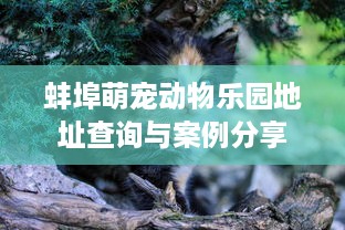 蚌埠萌宠动物乐园地址查询与案例分享
