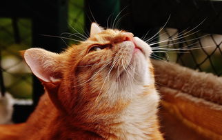 萌宠乐园香猪宠物介绍视频