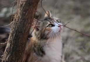 萌宠乐园香猪宠物介绍视频