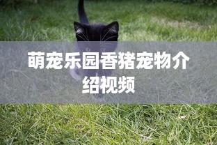 萌宠乐园香猪宠物介绍视频