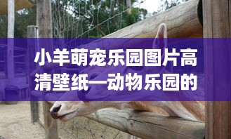 小羊萌宠乐园图片高清壁纸—动物乐园的温馨与欢乐