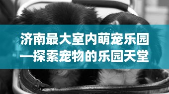 济南最大室内萌宠乐园—探索宠物的乐园天堂