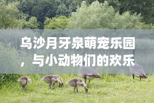 乌沙月牙泉萌宠乐园，与小动物们的欢乐时光