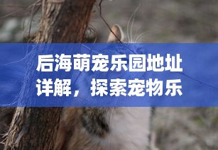 后海萌宠乐园地址详解，探索宠物乐趣的天堂