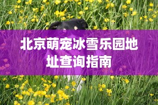 北京萌宠冰雪乐园地址查询指南