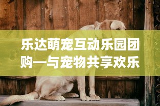 乐达萌宠互动乐园团购—与宠物共享欢乐时光